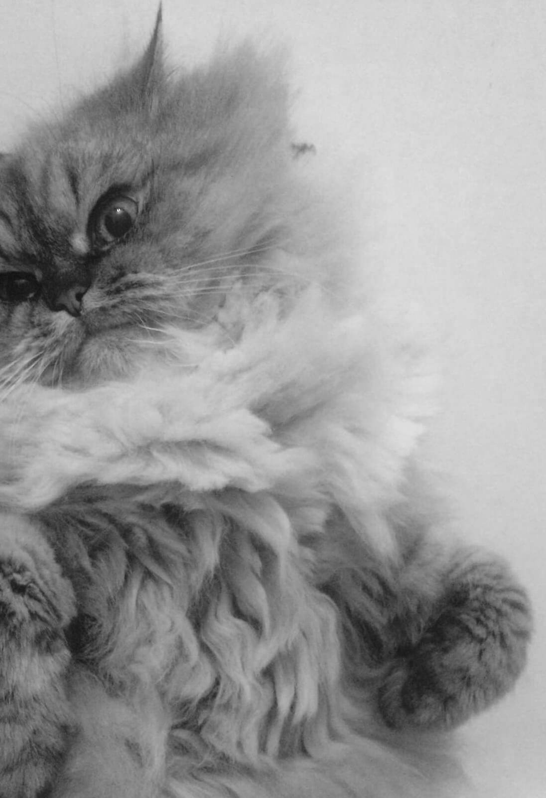 Кот Мефодий лохматый meow.is