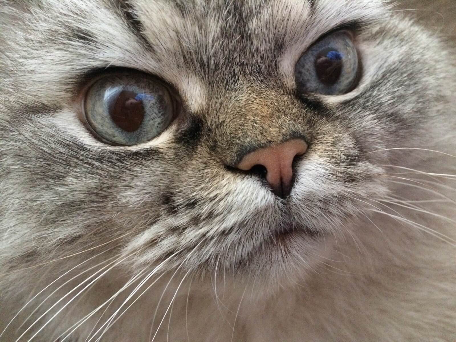 Кот Мефодий мордашка meow.is